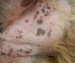 why does my dog keep getting pyoderma